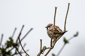 Image showing Sparrow on a twig at wintertime