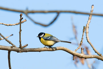 Image showing Parus Major sitting on a twig at springtime
