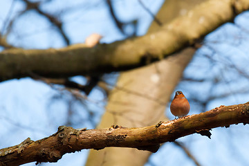 Image showing Chaffinch with big red chest on a twig