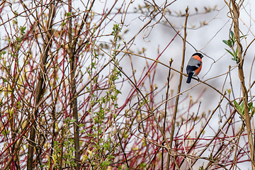 Image showing Bullfinch sitting on a twig in a bush