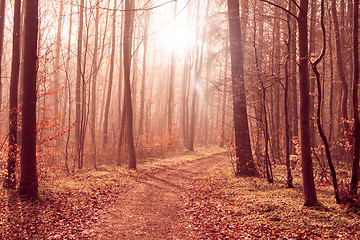 Image showing Misty forest path in the woods