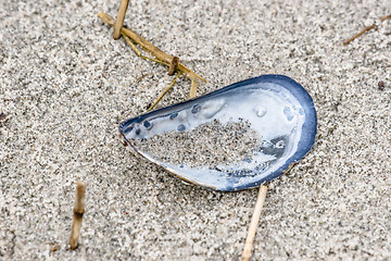 Image showing Close-up of a blue mussel in the sand