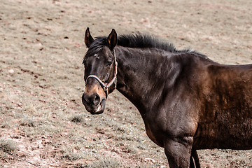 Image showing Horse standing on a dusty field