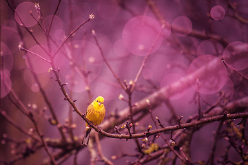 Image showing Yellowhammer siiting on a branch in a purple inviroment