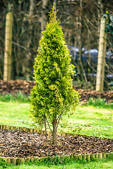 Image showing Fresh green thuja tree in a garden