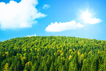 Image showing Large green forest with sunshine and blue sky