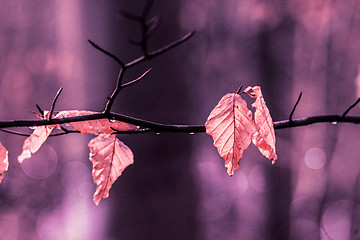 Image showing Autumn leaves hanging from a twig