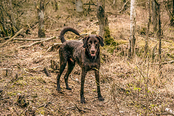 Image showing Wet dog in the forest