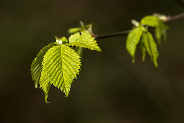 Image showing Beech leaves on a dark green background