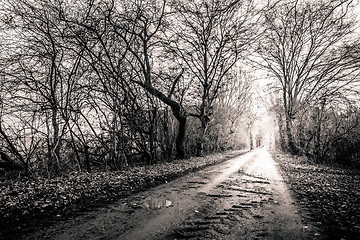 Image showing Black and white photo of a road surrounded my trees with light a