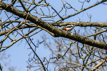 Image showing Woodpecker in a tree at springtime