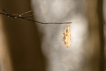 Image showing Autumn leaf hanging from a branch