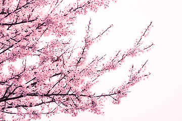 Image showing Pink cherry blossom tree at springtime