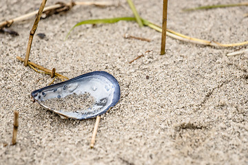 Image showing Blue mussel in white sand at the beach