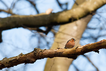 Image showing Chaffinch in the forest at wintertime