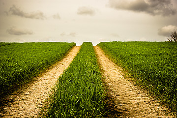 Image showing Road on a field with green grass