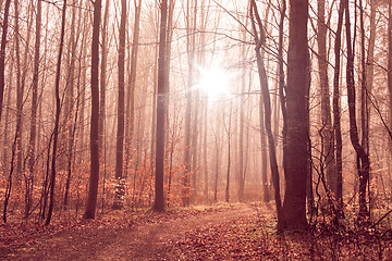 Image showing Misty forest foliage with tall trees