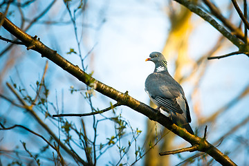 Image showing Pigeon sitting on a branch in the forest