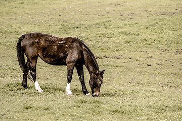 Image showing Horse grassing on a field