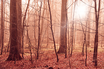 Image showing Misty forest foliage in warm colors