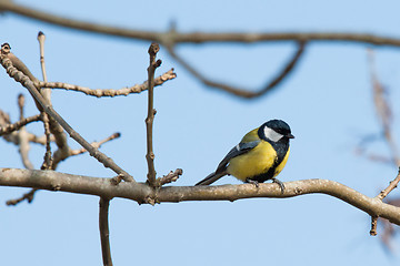 Image showing Parus Major bird looking for food