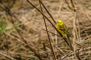 Image showing Yellowhammer sitting on a straw on a field