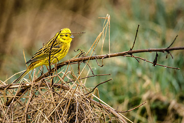 Image showing Yellowhammer sitting on a branch in nature