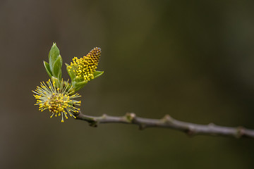 Image showing Fluffy seed blooming at springtime