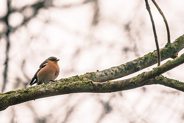 Image showing Chaffinch on a branch in the forest