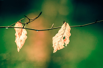 Image showing Autumn leaves on a green background