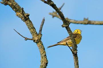 Image showing Yellowhammer sitting on a branch