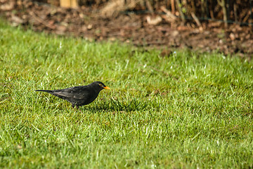 Image showing Blackbird looking for food on the lawn