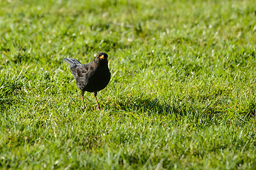 Image showing Blackbird on a lawn looking into the camera