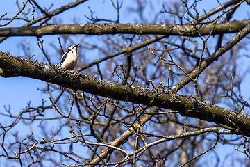 Image showing Woodpecker sitting on a branch in a tree