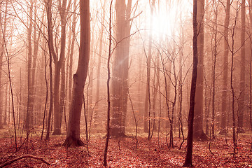 Image showing Misty forest foliage with sunligt in the morning