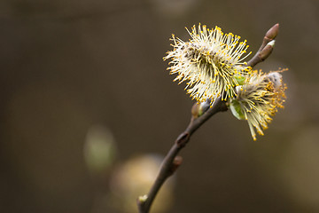 Image showing Willow seed in the spring