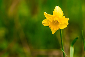 Image showing Yellow daffodil on green background