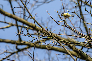 Image showing Parus Major bird on a twig