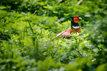 Image showing Pheasant male in nature