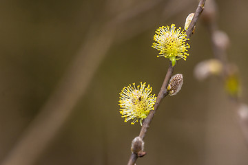 Image showing colorful willow seed at springtime