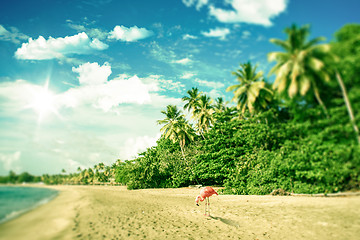 Image showing Tropical beach with a flamingo looking for food