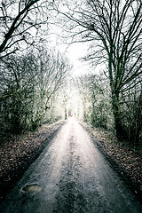 Image showing Long muddy path going through the forest