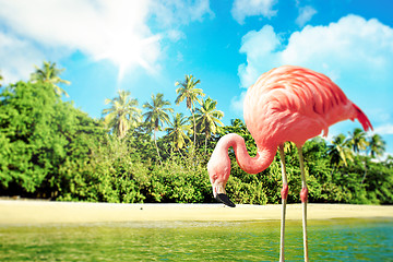 Image showing Pink flamingo in the water on a tropical scenery