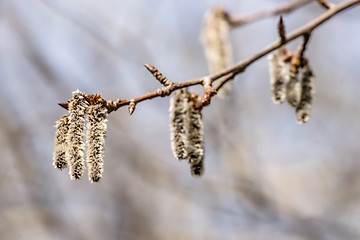 Image showing Fluffy blossom seed at springtime