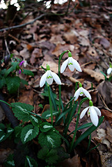 Image showing Snowdrops Galanthus nivalis