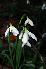 Image showing Snowdrops Galanthus nivalis