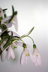 Image showing Snowdrops