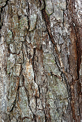 Image showing Bark