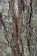 Image showing Bark