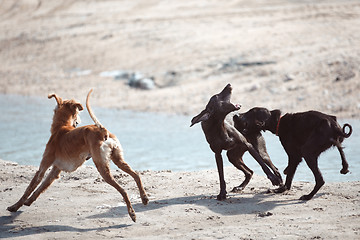 Image showing Dog fight